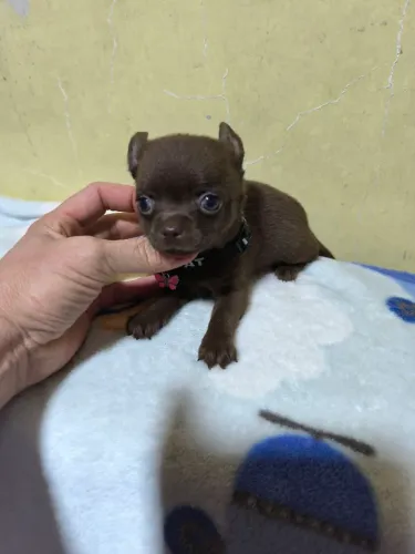 Chihuahua fêmea chocolate