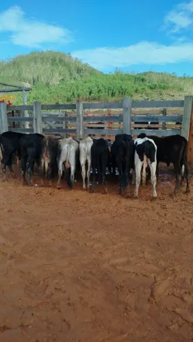 Bezerros e Garrotes