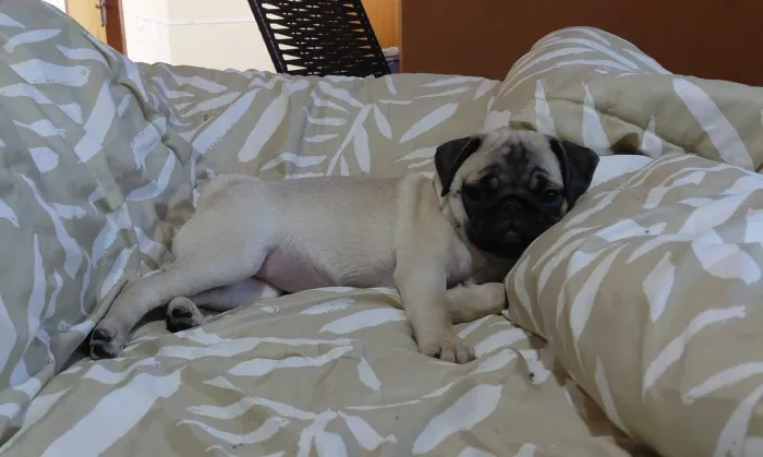 Pug fêmea