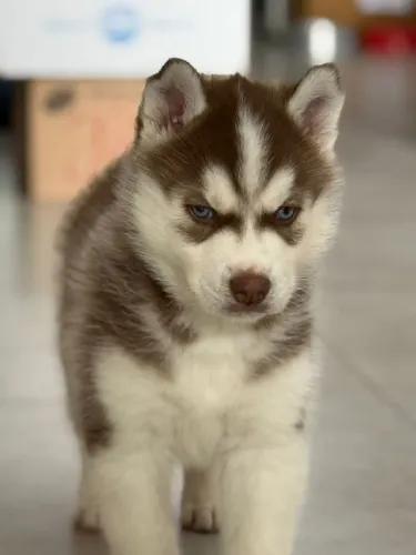 Husky Siberiano filhotes disponível