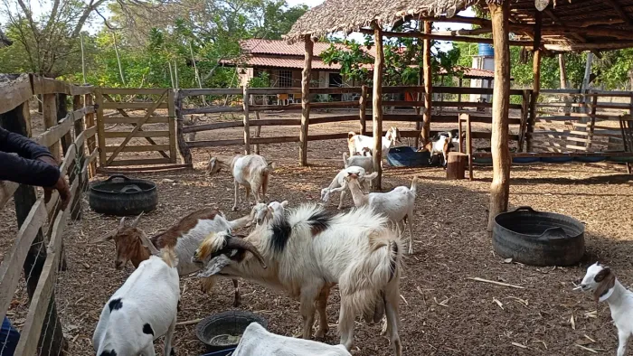Cabras paridas