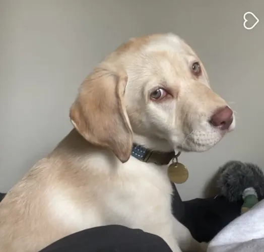 Super lindinho filhote de labrador macho para você