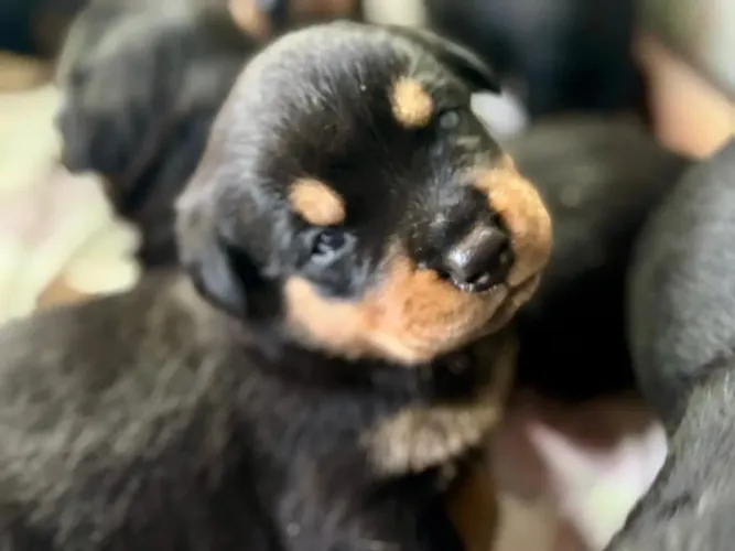 Rottweiler O pet ideal para quem procura amor e companhia