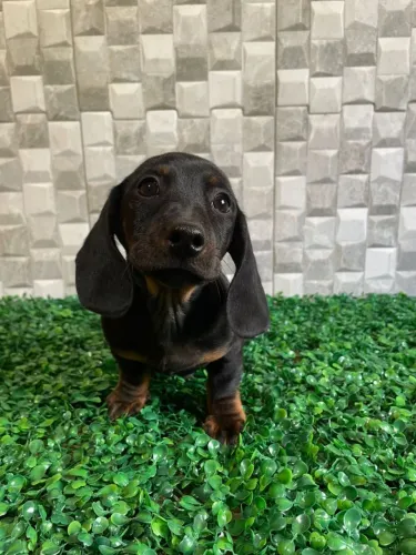 Dachshund preto e canela! Machos!!!