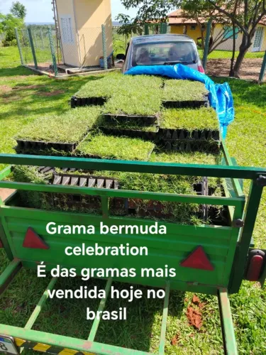 Grama Bermuda Alta Resistência Para Área Externa
