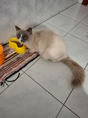 Gato