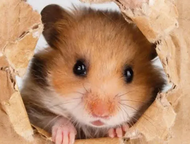 Hasmiter