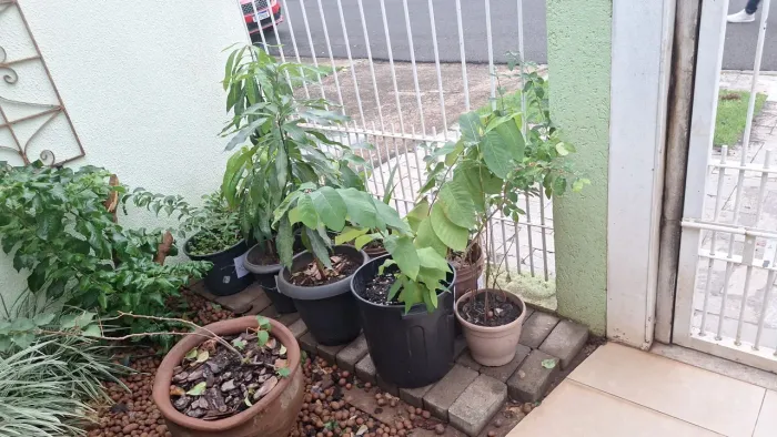 Mudas de árvores frutíferas 