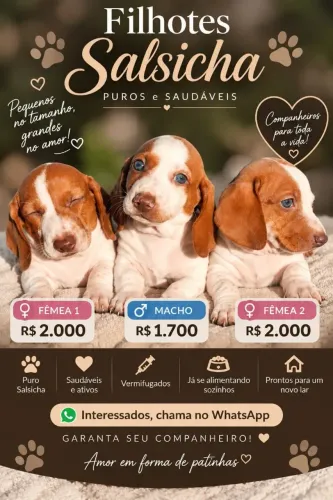 Salsicha para vender