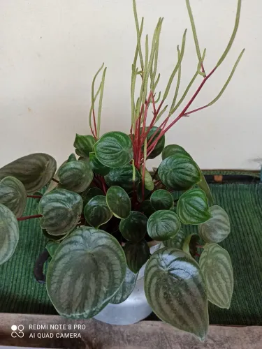 Plantas 