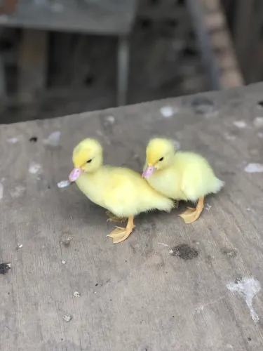 Patinhos novinhos