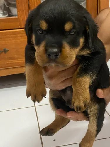 Rottweiler