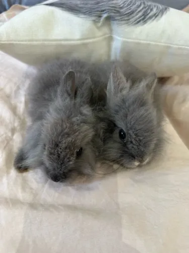Vendo Mini coelhos