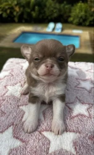 Chihuahua Chocolate