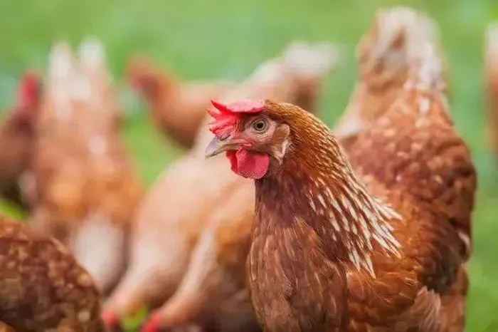 VENDO GALINHAS POEDEIRAS CAIPIRA JÁ PRODUZINDO OVOS