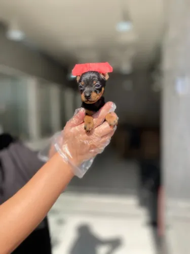 Pinscher Miniatura com temperamento excelente