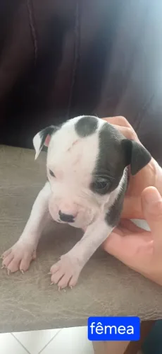 Cachorros