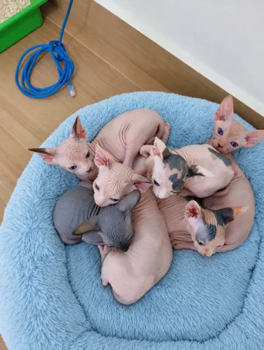 BEBÊS SPHYNX DISPONÍVEL RESERVA