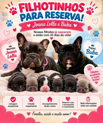 Filhotes de Bulldog francês recém nascidos valor da reserva