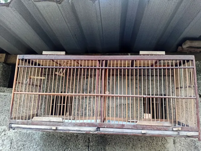 Vendo voador
