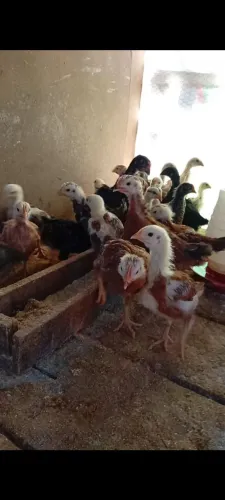 Vende franguinhos