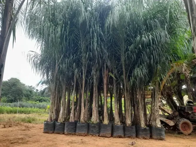 Plantas direto do produtor preço imperdivel