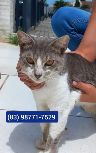 Gato macho para adoção
