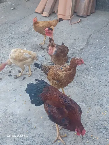 Vendo um galo e 4 galinhas.