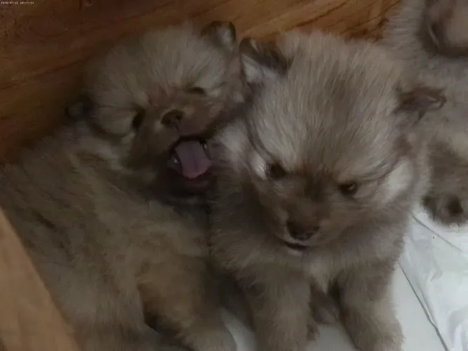 Cachorro Spitz alemão