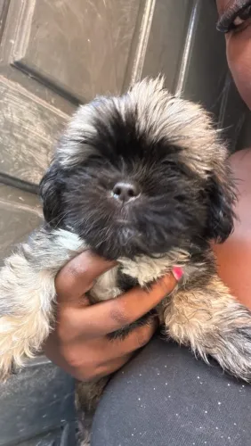 Vendo lindo filhote de shih tzu