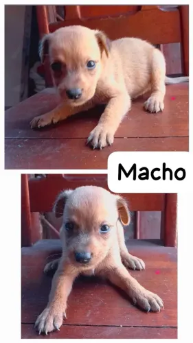 Doação de filhotes