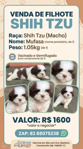 Lindo cachorro