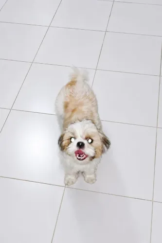 Shih Tzu fêmea