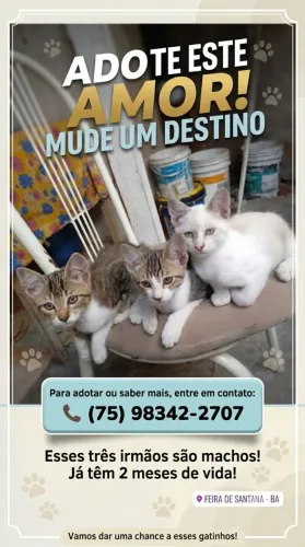 Doação de gatos