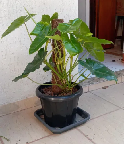 Plantas