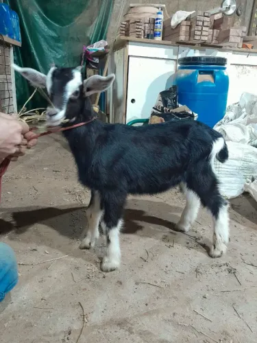 Cabrito pardo alpino