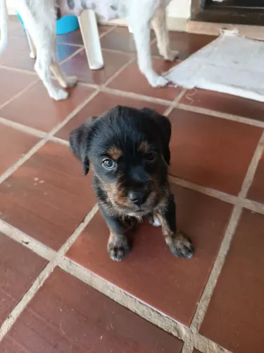 Doa-se filhotes cachorro