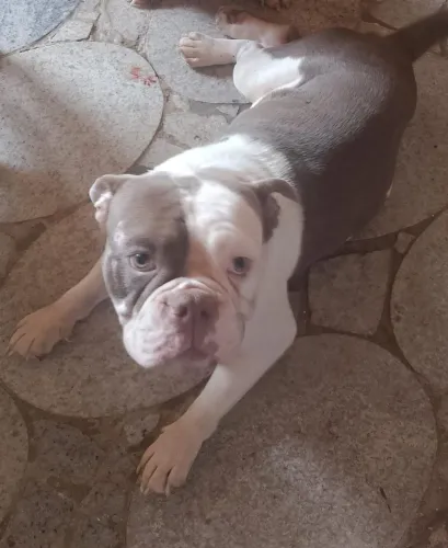 Doação Bulldog inglês
