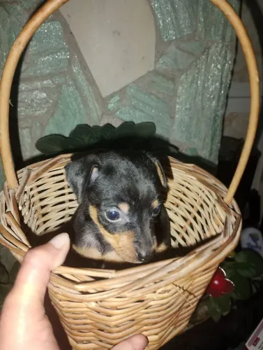 Filhote de pinscher