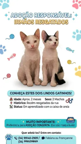 Doa-se Dupla de gatinhos macho