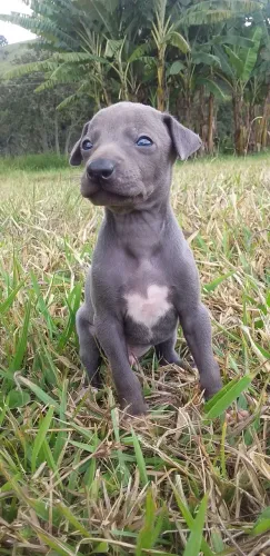 Galgo Italiano macho
