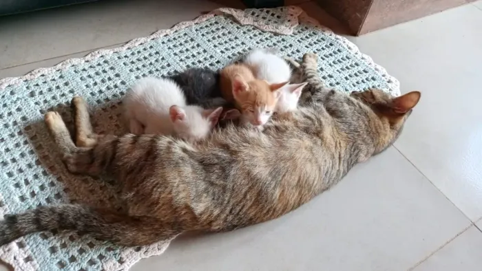 DOAÇÃO DE GATOS FILHOTES