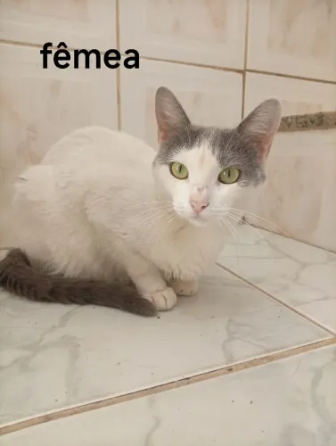 Gato para adoção 