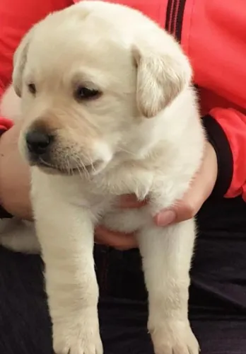 Labrador com Vacina V10 em Dia e Garantia de Saúde ? Segurança e Qualidade para Sua Famíli