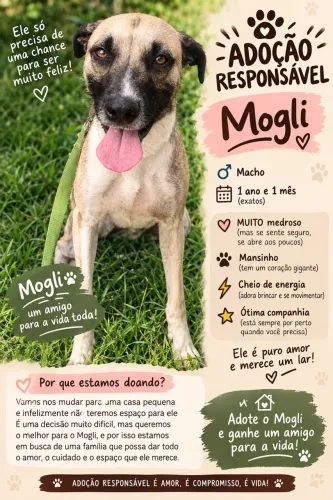 Doação cachorro