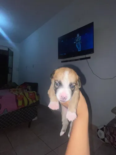 Cachorros