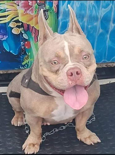 Américan Bully adulta