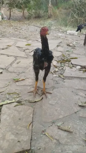 Aves
