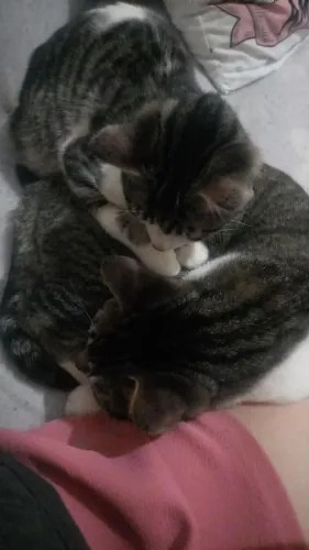 Dois gatos macho