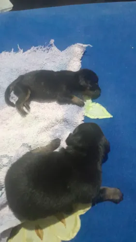 Pinscher fêmea